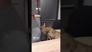 The kitty couldn't resist 