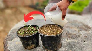 Must Try It! The Secret to Fast-Growing, Healthy Seedlings (Even with Old Seeds)