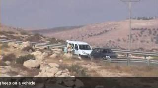 Coloni israeliani rubano pecora a pastore palestinese