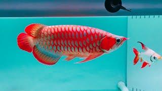 Top 10 Most Beautiful Super Red Arowana in Asia | Best Arowana Champion