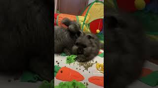 #fyp #foryou #foryourpage #viral #pets #bunny #rabbit #bunbun #cute #cuteanimals #angora