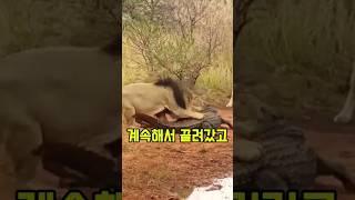 수사자에게 참교육 당하는 악어 ㄷㄷ 악어의 계속되는 굴욕 ㅠㅠ