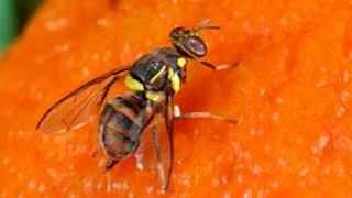 Fruit Fly || Serious Pest of Citrus and Cucurbits | Biology and Management | Agri Pest Control.