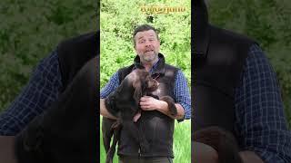 Vorsteh-Tricks vom Profi in der 2. Folge #SchmittsJGH #hunting  #jagdhund