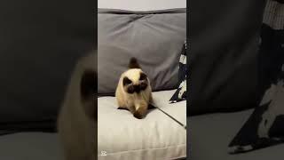 #studywithmeandmycat #pets #cat