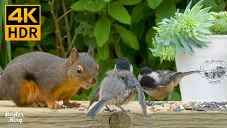 Cat TV for Cats to Watch8 HoursCute birds, squirrels, chipmunks, and the succulent plant(4K HDR)