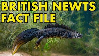 British Newts: Fact Files (British Wildlife Facts)