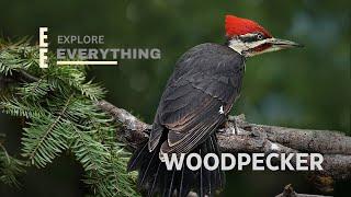 woodpecker bird | woody woodpecker