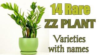 14 ZZ Plant Varieties with Names | zamioculcas zamiifolia plant varieties | Plant and Planting