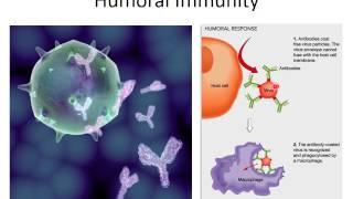 MBC Online Vet Tech Review 3.1 - Intro to Immunology