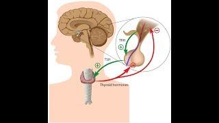 Hypothalamus-Pituitary-Thyroid Axis Pathophysiology