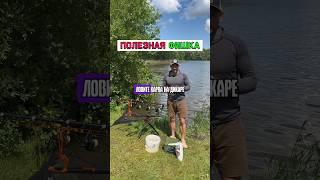 Ловите дикого сазана? #карпфишинг