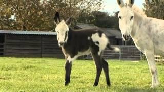 The Donkey Sanctuary - 40 Years On