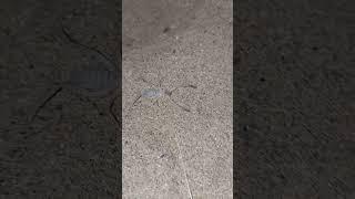 عنكبوت الجمل