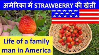 American house yard with Strawberries, How to grow strawberries in home yard, Indian Vlogger in USA