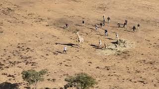 Tripping a  giraffe with a rope after darting.  This giraffe was moved to a new herd.