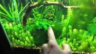 How to have a balanced aquarium and have NO ALGAE!