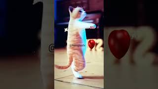 CUTE CAT DANCE #cute #dance #shorts #Nengleatv️