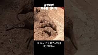 베트남 달랏의 호주 동물원.. #베트남 #달랏 #zoodoo