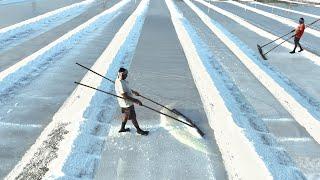 Awesome Way They Process Tons of Sea Salt in Open Air Field