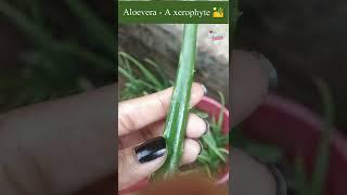 Xerophytes have modified leaves as spines #shorts #sciencevideo #shortsfeed #scienceshort #aloevera