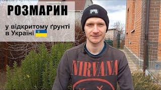 РОЗМАРИН. Вирощування у відкритому ґрунті без укриття. Rosemary in Ukraine.