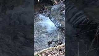 A Waterfall in the creek #naturelovers #shorts #relaxation #asmr #witchcraft