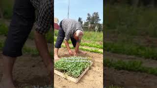 زرعنا 10 دونمات من الخضار في بيت لاهيا مع مشروع سمير وحملة (ترجمة – فلسطين).