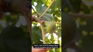 Pincement sur figuier | Pinching on fig tree | القرص على شجرة التين