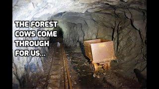 The Forest Cows Lead Us To A Special Gold Mine...