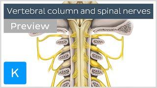 Vertebral column and spinal nerves (preview) - Human Anatomy | Kenhub