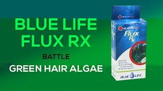 Fluconazole for Green Hair Algae & Bryopsis: How To Treat Your Tank with Flux Rx from Blue Life USA