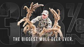 The Biggest Archery Mule Deer Ever (338 7/8") | More Than a Bow - Justin Gordon