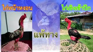 การอ่านเชิงไก่