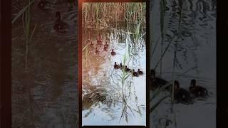 #утки #утята #кряк #дикиептицы #карьер #волкуша #дзержинский #ducklings