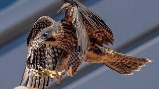 And... we have take off! Cal's falcon chicks take first flight