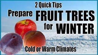 Prepare Fruit Trees for Winter in Any Climate // 2 Quick Tips