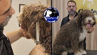 PELUQUERÍA CANINA perro de agua español, mantenimiento y cuidado perro de agua CON ALEJANDRO CENIZO