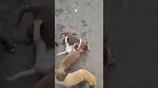 pitbull fights