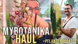 Neue Pflanzen! myBotanika HAUL & Pflanzenupdates! 🪴