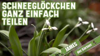 Schneeglöckchen (Galanthus) ganz einfach vermehren | James der Gärtner