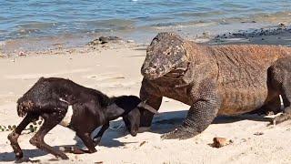 The Goat Pretends To Be Hit By a Komodo Dragon 