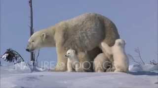 Polar Bears Play in their Natural Environment - NatureFootage Stock Collection