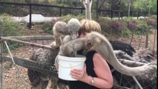 Woman Feeds Many Ostriches