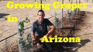 Planting Grapevines in AZ | Wine Grapes in the Desert