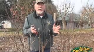 Extreme Fruit Tree Pruning 2013