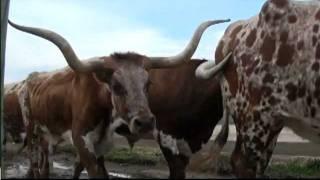 Superior Sunrise - RFD-TV - The Fort Worth Herd