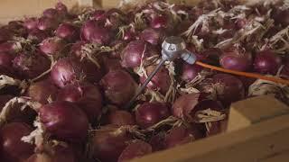 JC Watson Innovations - EC Onion Storage