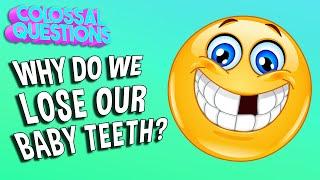 Why Do We Lose Our Baby Teeth? | COLOSSAL QUESTIONS