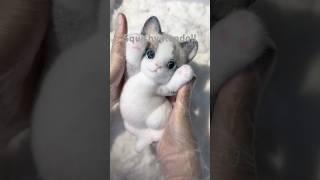 The cutest ragdoll squishy cat I have ever seen  #cat #diy #squishy #asmr #cute #art